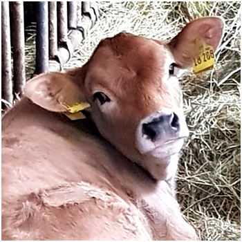 BIOLANDHOF Familie Lueck