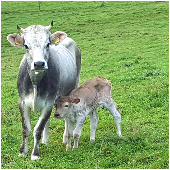 BIOLANDHOF Familie Lueck