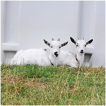 BIOLANDHOF Familie Lueck