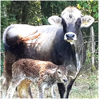 BIOLANDHOF Familie Lueck