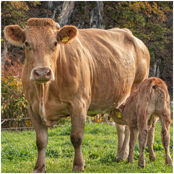 BIOLANDHOF Familie Lueck